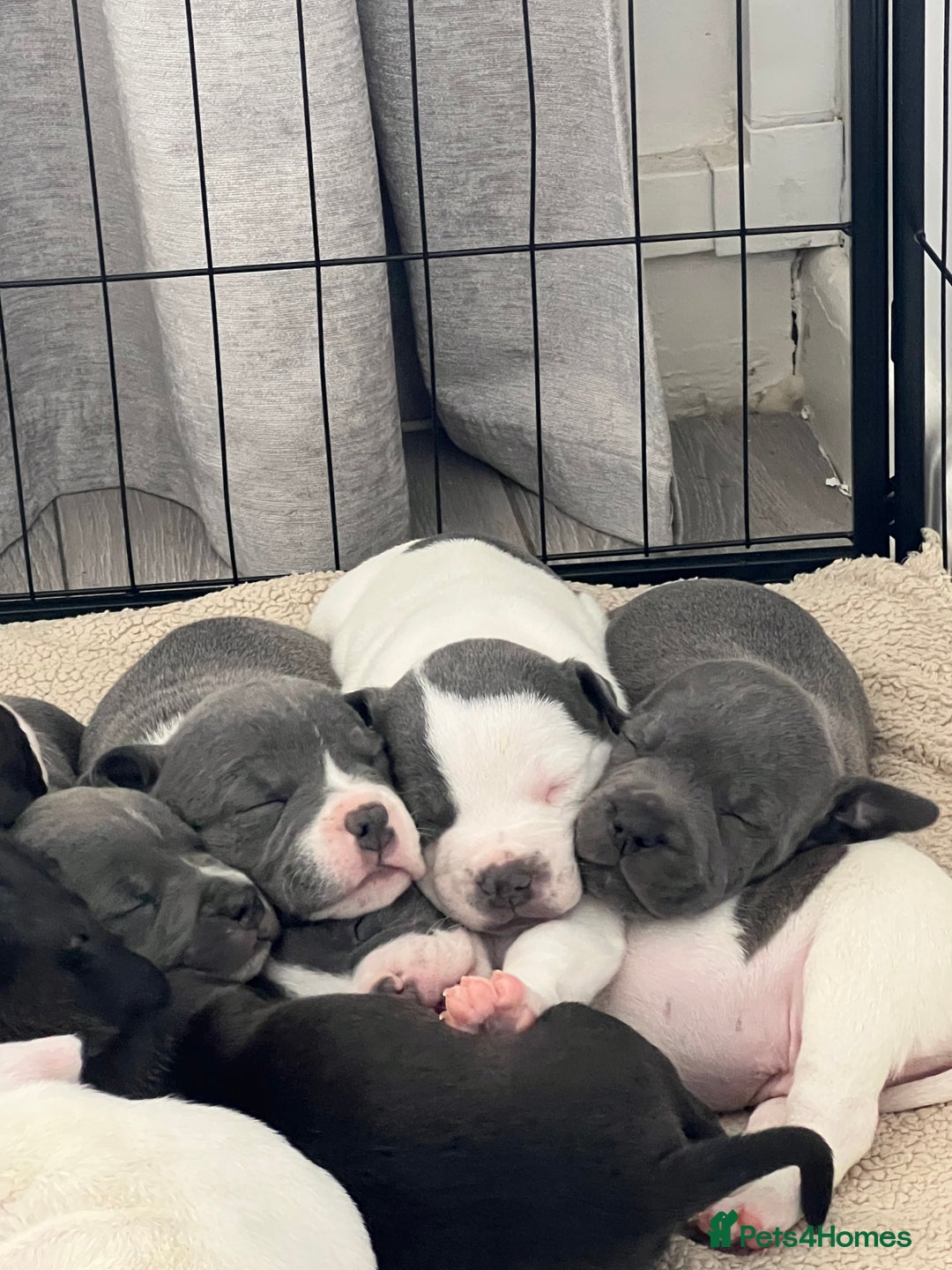 Staffordshire Bull Terrier dogs for sale: BEAUTIFUL STAFFY LITTER STUNNING COLOURS - Image 17