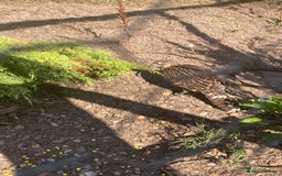Pheasants poultry for sale: Himalayan monal pheasants  - Image 6