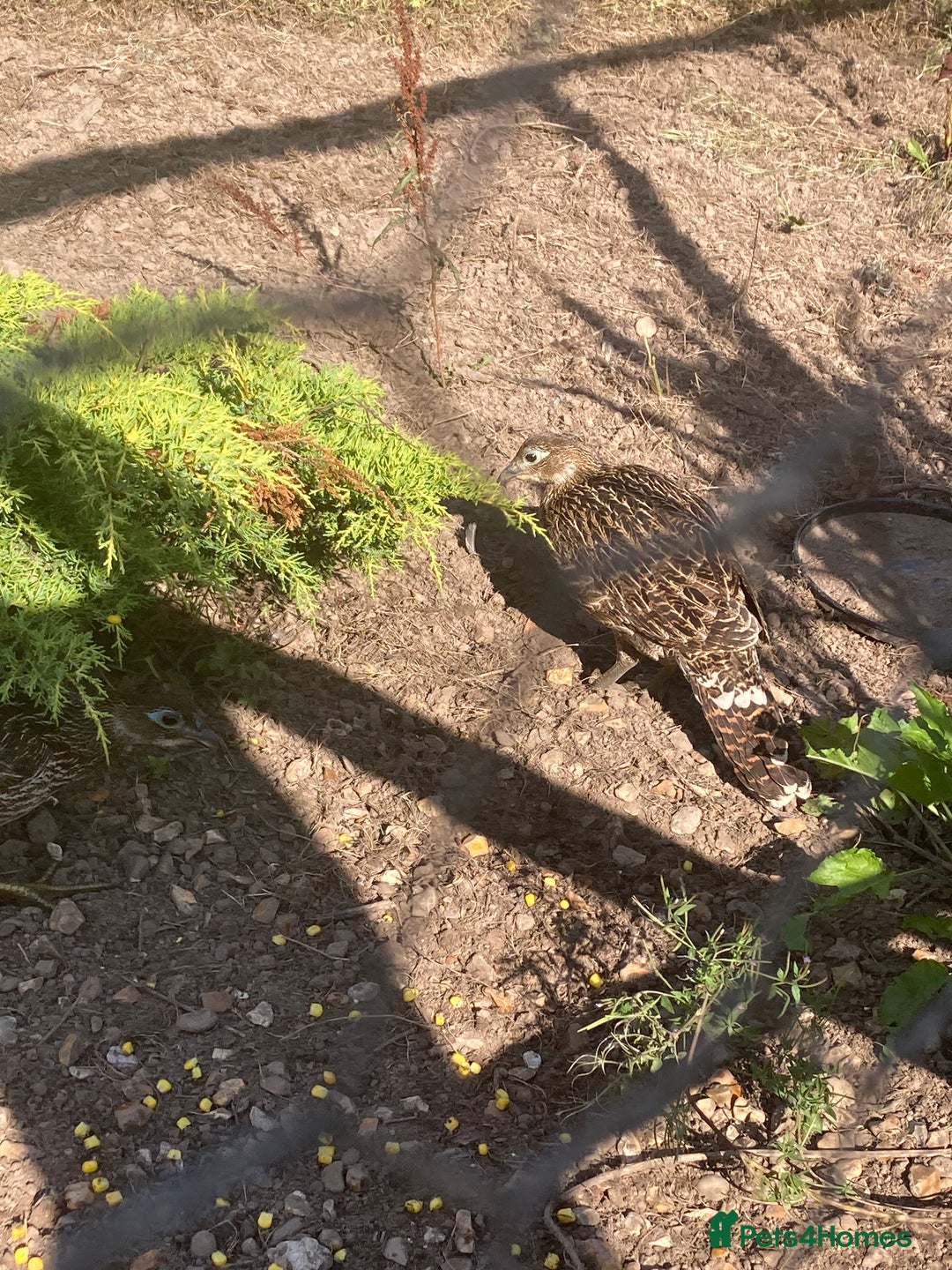 Pheasants poultry for sale: Himalayan monal pheasants  - Image 6