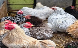 Chickens poultry for sale: Pekin Bantams - Hens/POL's/Pullets/Cockerals - Image 4