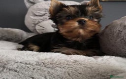 Yorkshire Terrier dogs for sale: Adorable Miniature Yorkshire terrier Boy  - Image 4