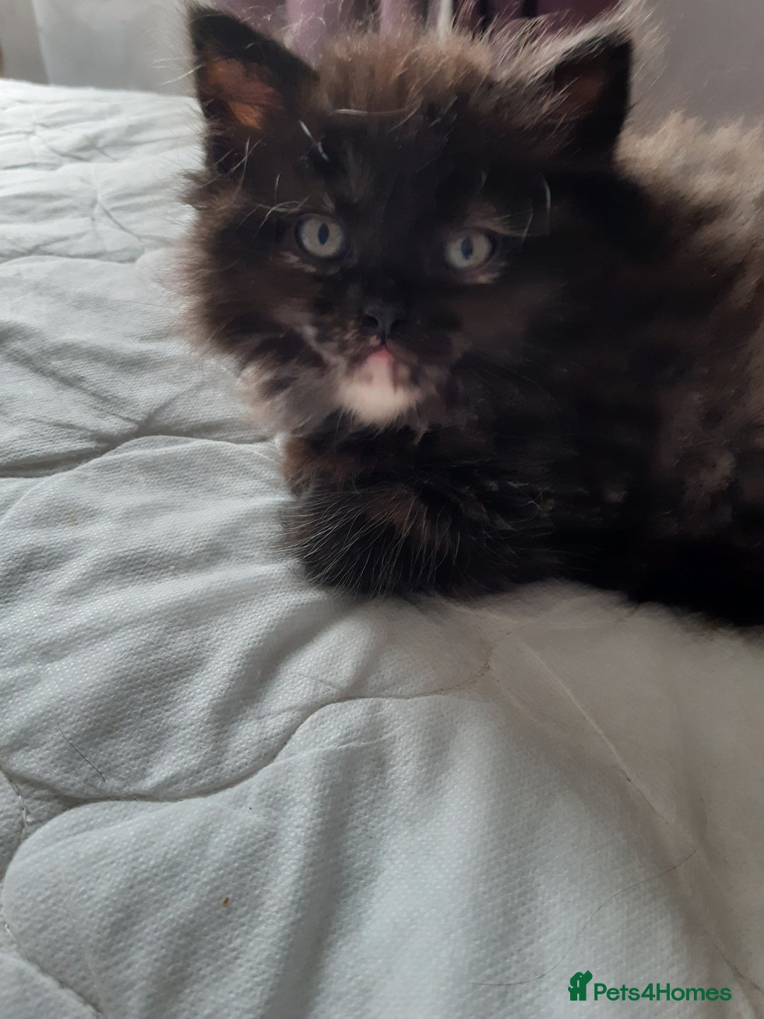 Persian cats for sale: Persian kittens I male 1 female - Image 3