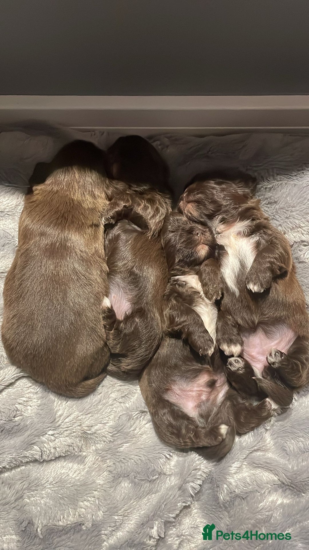 Shih Tzu dogs for sale: Imperial shih tzu puppies  - Advert 4