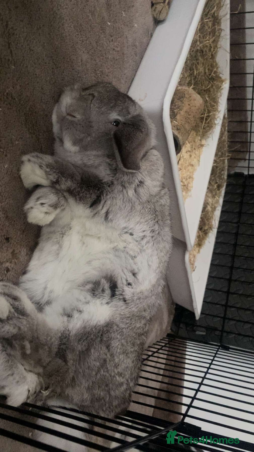 Mini Lop rabbits for sale: Two rabbits for sale together - Advert 4