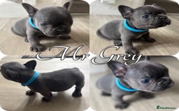 French Bulldog dogs for sale: French Bulldog Puppies in Altrincham - Image 2