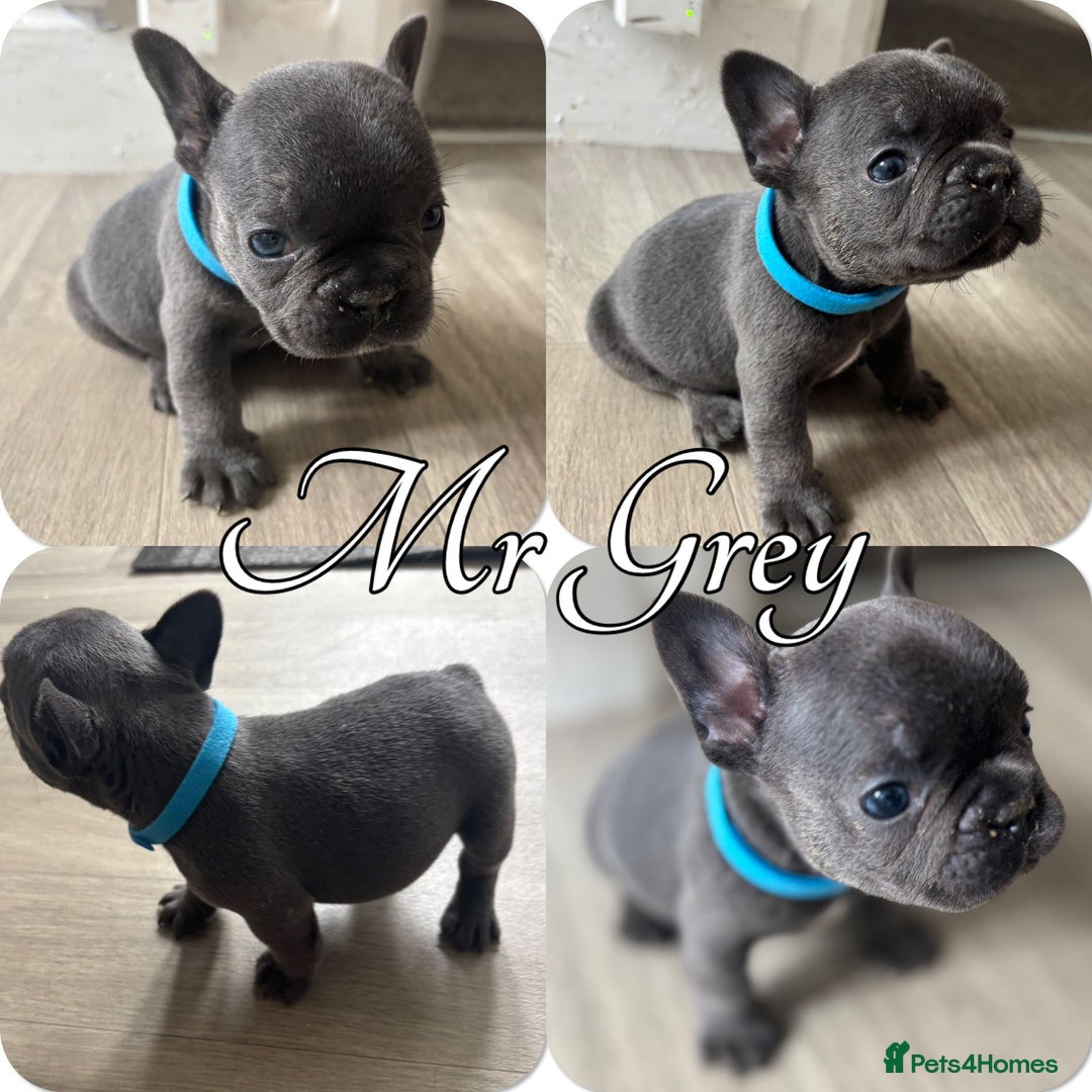 French Bulldog dogs for sale: French Bulldog Puppies in Altrincham - Image 2