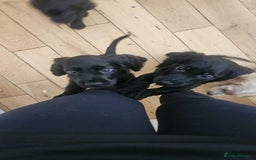 Cocker Spaniel dogs for sale: Cocker spaniel pups - Image 13