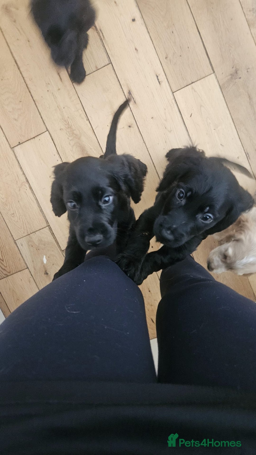 Cocker Spaniel dogs for sale: Cocker spaniel pups - Image 13