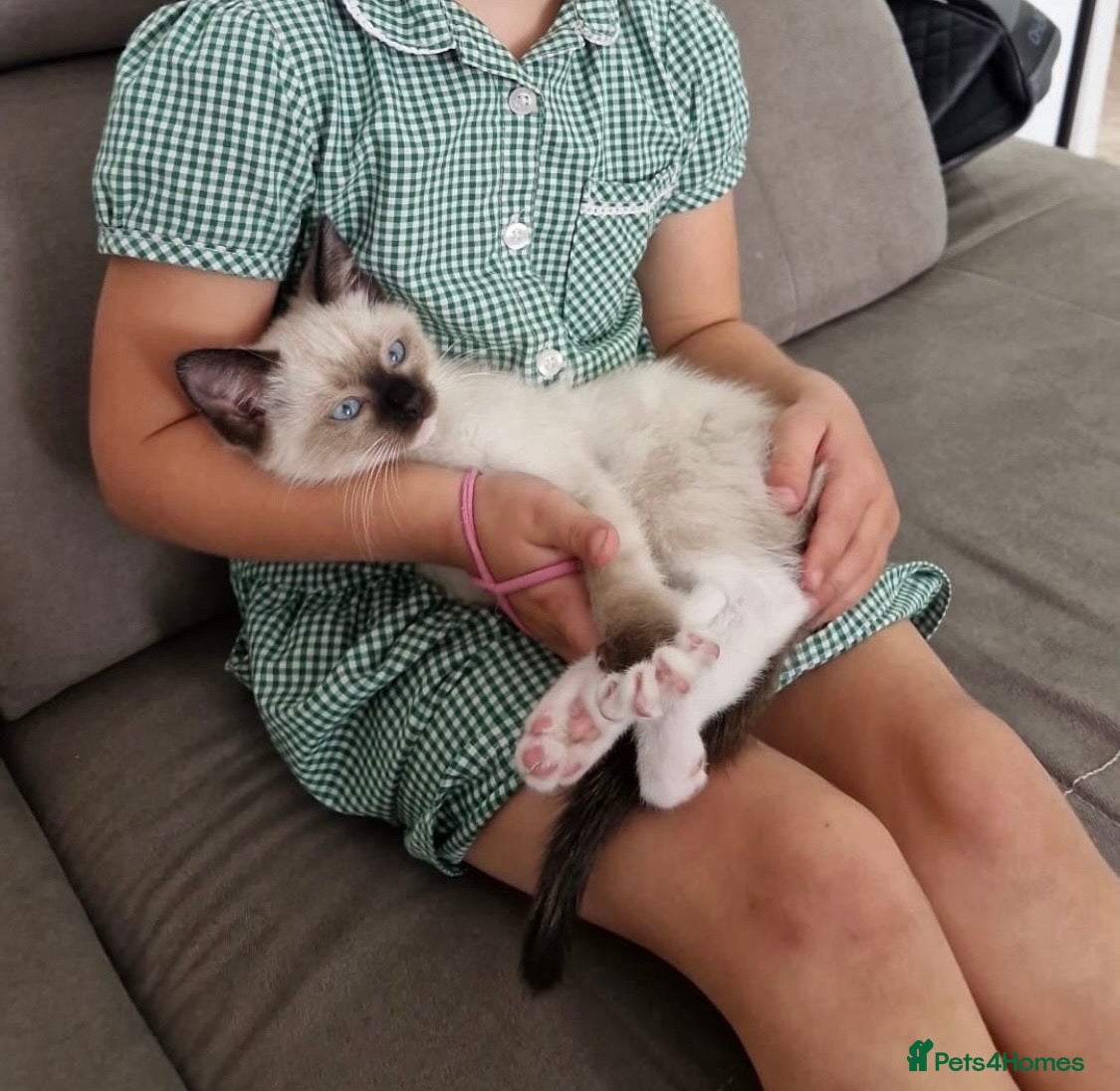 Ragamese cats READY NOW! ONE SIAMESE GIRL LEFT ONLY - Advert 1