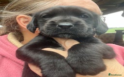 Mixed Breed dogs for sale: Outstanding sprollies pups for sale  - Image 4