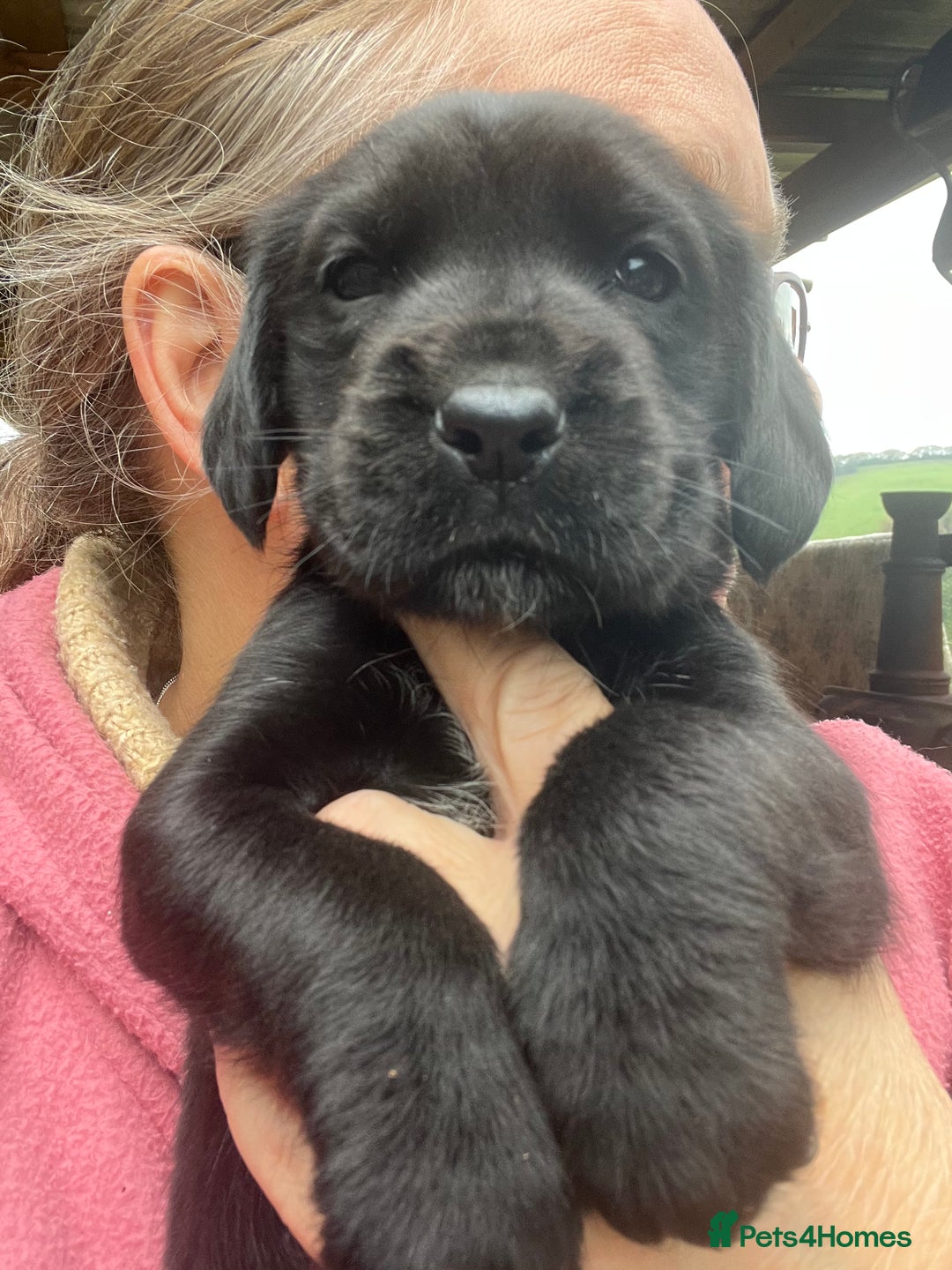 Mixed Breed dogs for sale: Outstanding sprollies pups for sale  - Image 4