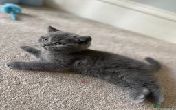 British Shorthair cats for sale: Last Chunky Boy ready to go✨ - Image 9