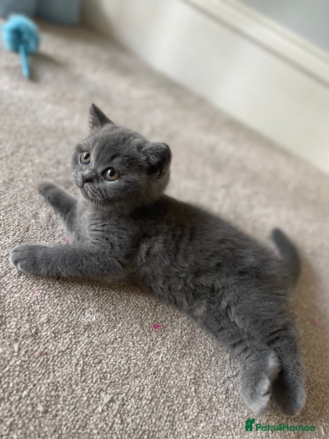 British Shorthair cats for sale: Last Chunky Boy ready to go✨ - Image 9