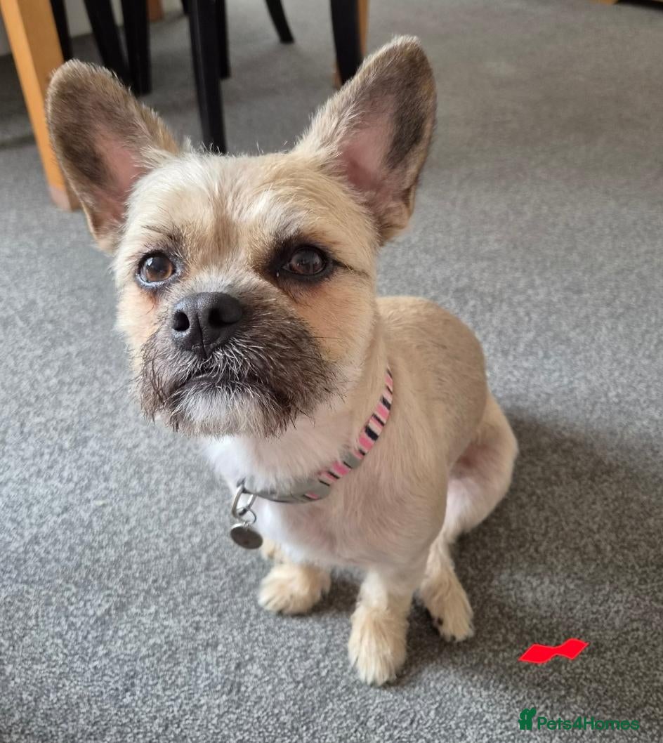 Mixed Breed dogs Frenchie x Terrier Girl 17 months old - Advert 2