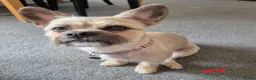 Mixed Breed dogs for sale: Frenchie x Terrier Girl 17 months old in Hull - Advert 1