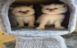 Ragdoll cats for sale: 3 Bluepoint Ragdoll kittens born 6th September! 🐈 - Image 14