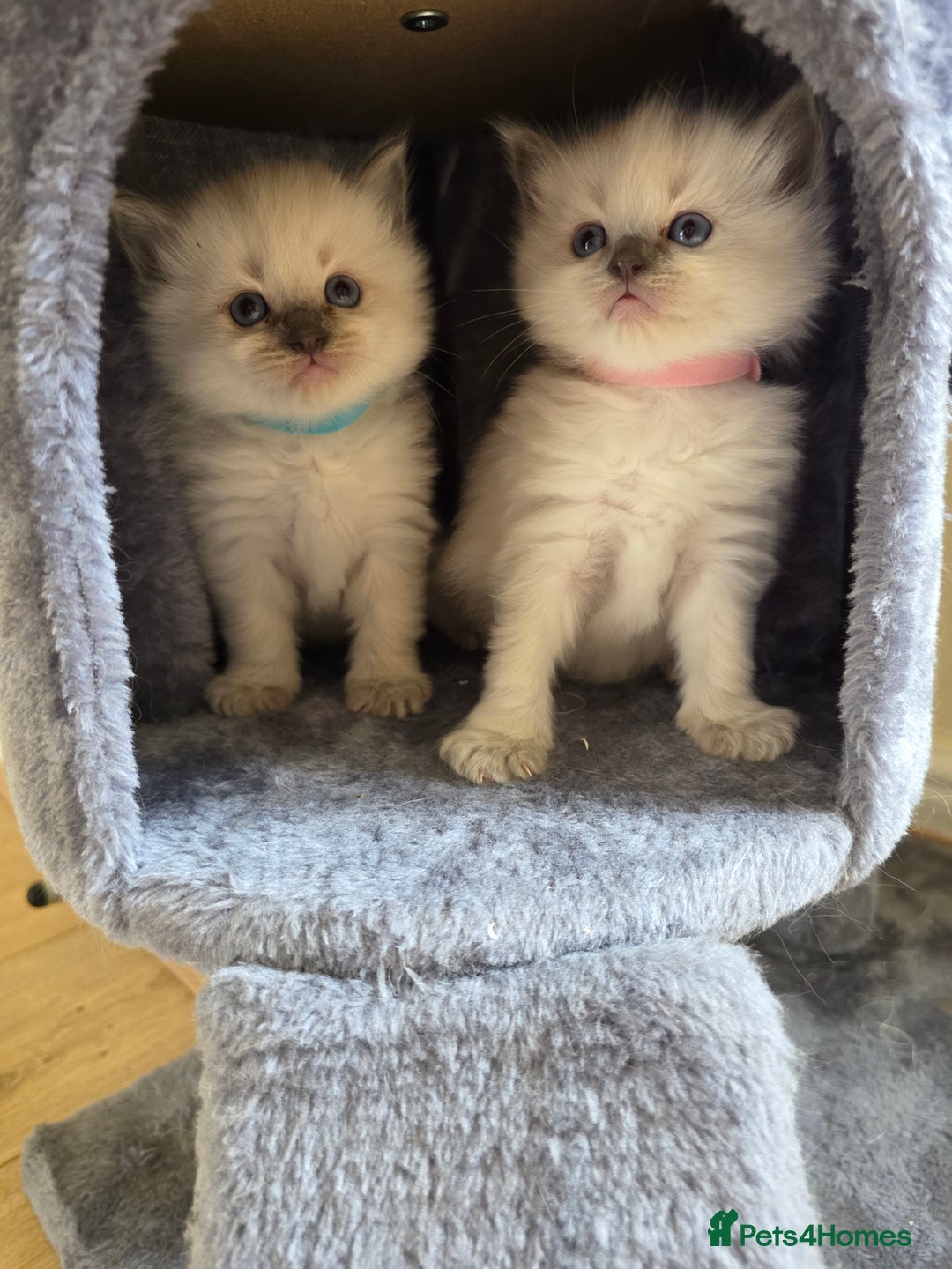Ragdoll cats for sale: 3 Bluepoint Ragdoll kittens born 6th September! 🐈 - Image 14