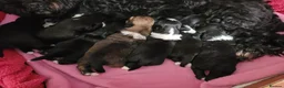 Lhasa Apso dogs for sale: Lhasa Apso — vet-checked, home-raised pups - Advert 2