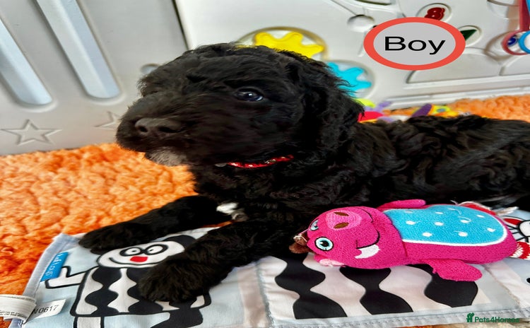 Sheepadoodle dogs - Advert 1