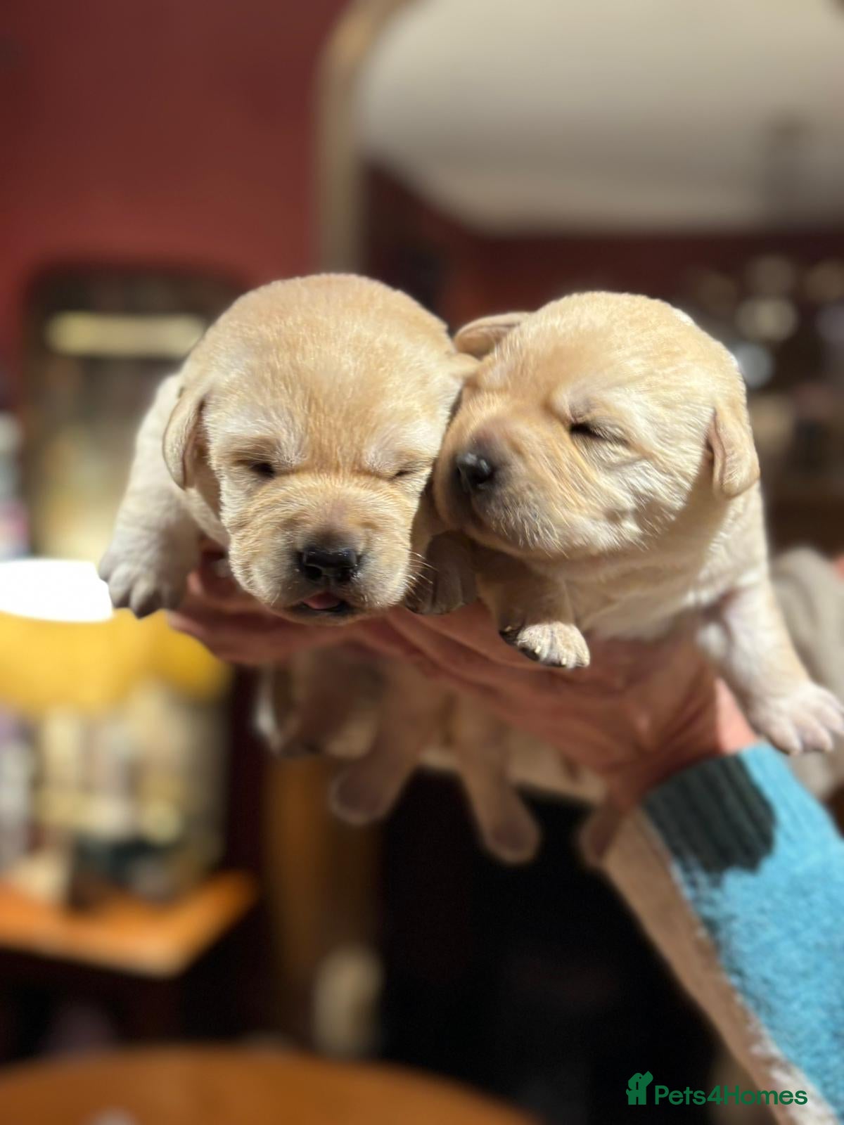 Labrador Retriever dogs Fabulous KC Champion Lines Labrador Puppies - Advert 3