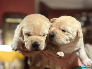 Labrador Retriever dogs Fabulous KC Champion Lines Labrador Puppies - Advert 3