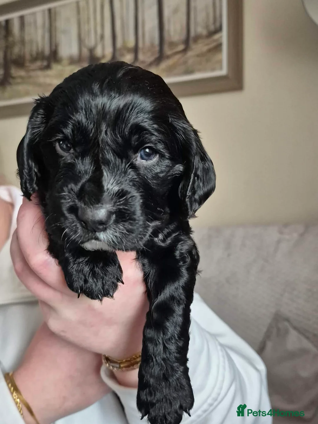 Cocker Spaniel dogs for sale: Cocker spaniel puppies for sale - Advert 5