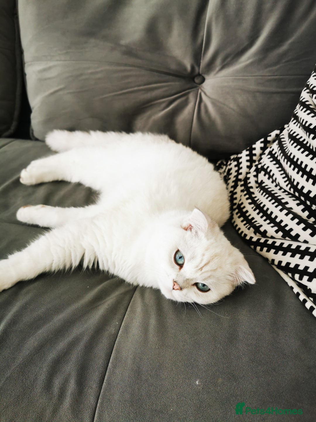 Scottish Fold cats for sale: White Scottish Fold Female looking for loving home - Image 17
