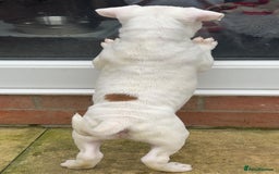 English Bull Terrier dogs for sale: *REDUCED* 1 male KC EBT pup left - Advert 5