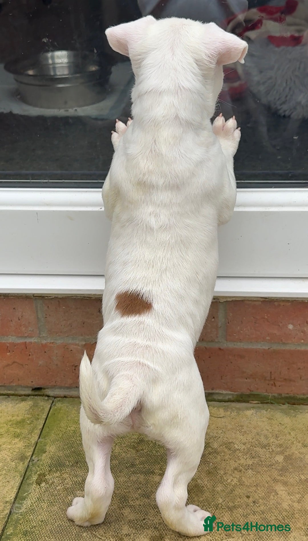English Bull Terrier dogs for sale: *REDUCED* 1 male KC EBT pup left - Advert 5