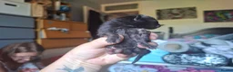 Mixed Breed cats for sale: Black kittens in Guildford - Advert 7