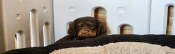 Cocker Spaniel dogs for sale: 3 CHOC AND TAN KC WORKING COCKER SPANIELS - Advert 7