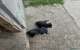 Borador dogs for sale: Labrador x collie pups - Image 4