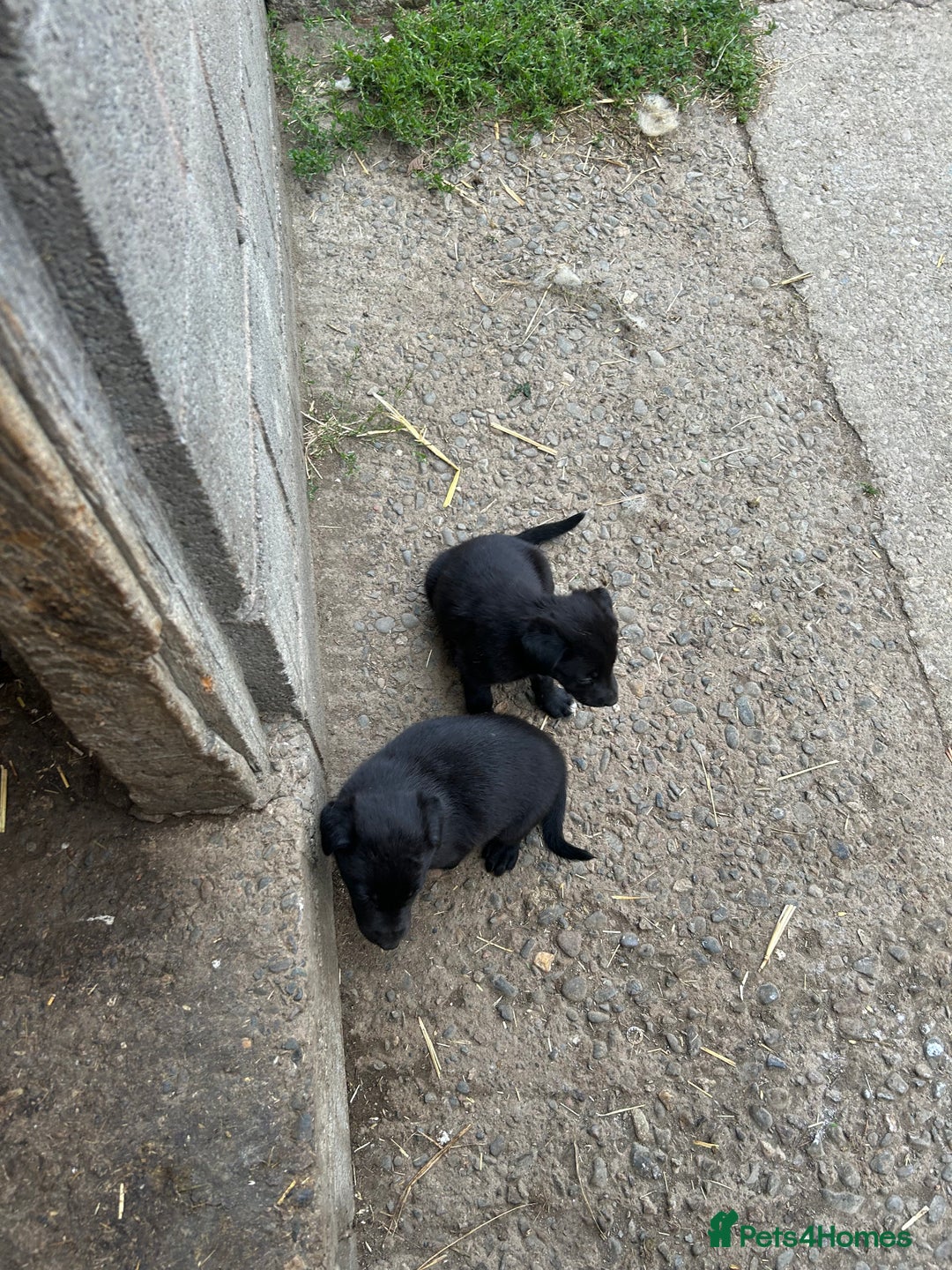 Borador dogs for sale: Labrador x collie pups - Image 4