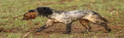 Sprocker dogs for sale: Beautiful Sprocker puppies  in Rotherham - Advert 1