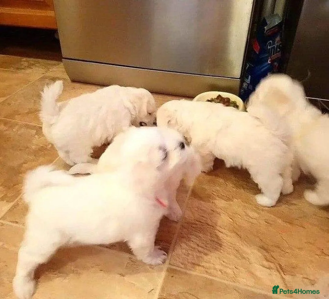 Maltese dogs for sale: Snowflake Sweethearts  Gorgeous Maltese Puppies in London - Advert 6