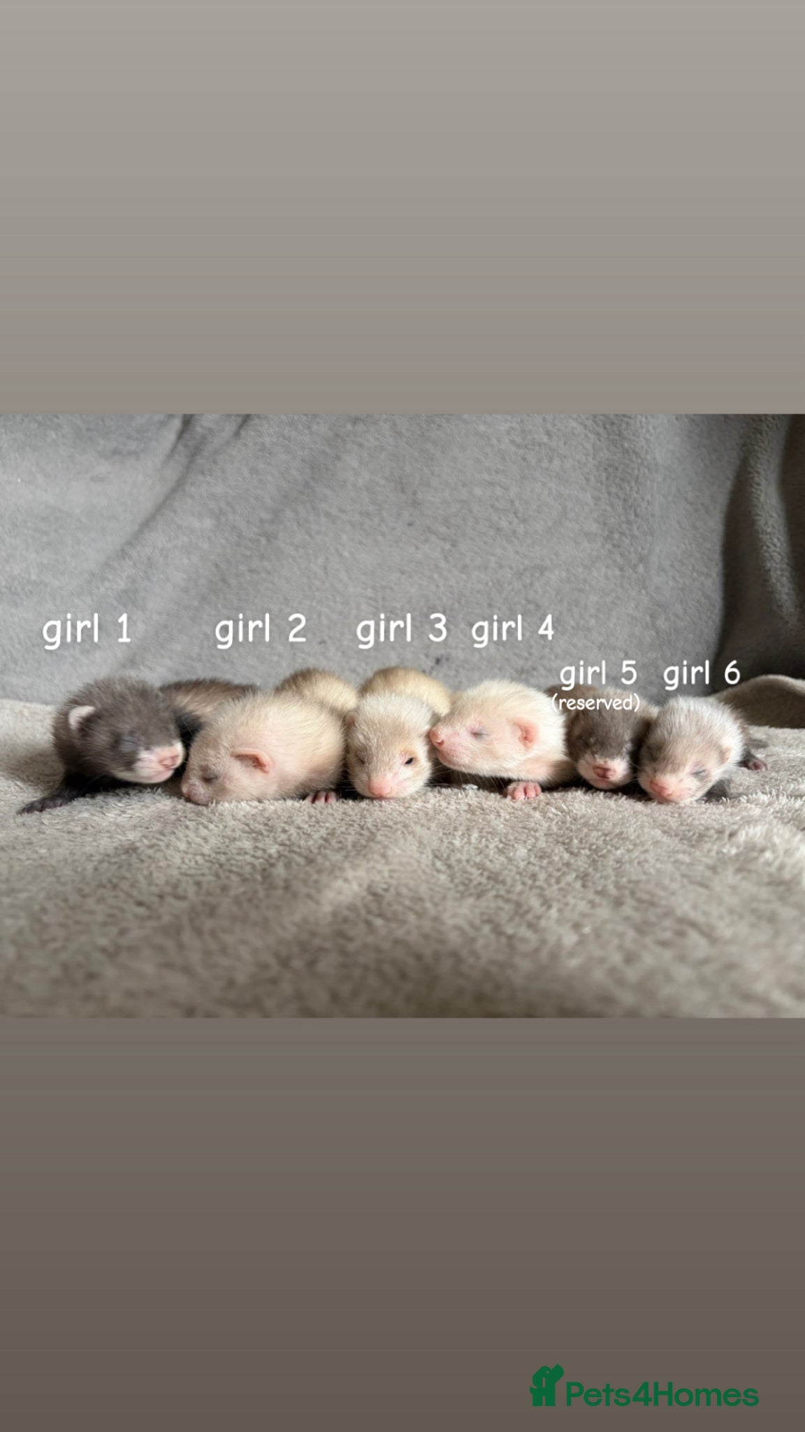 Ferret rodents Baby Ferrets For Sale - Advert 6