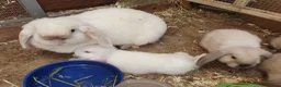 Mini Lop rabbits for sale: Friendly vaccinated baby mini lop boys - Advert 8