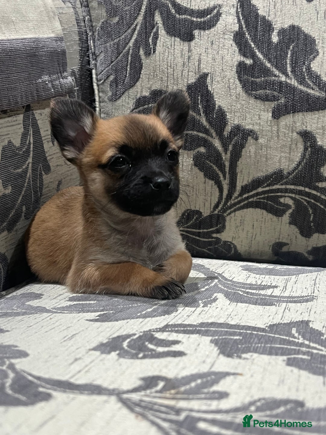 Jack Chi dogs for sale: Adorable Chihuahua x jack Russell  - Advert 7