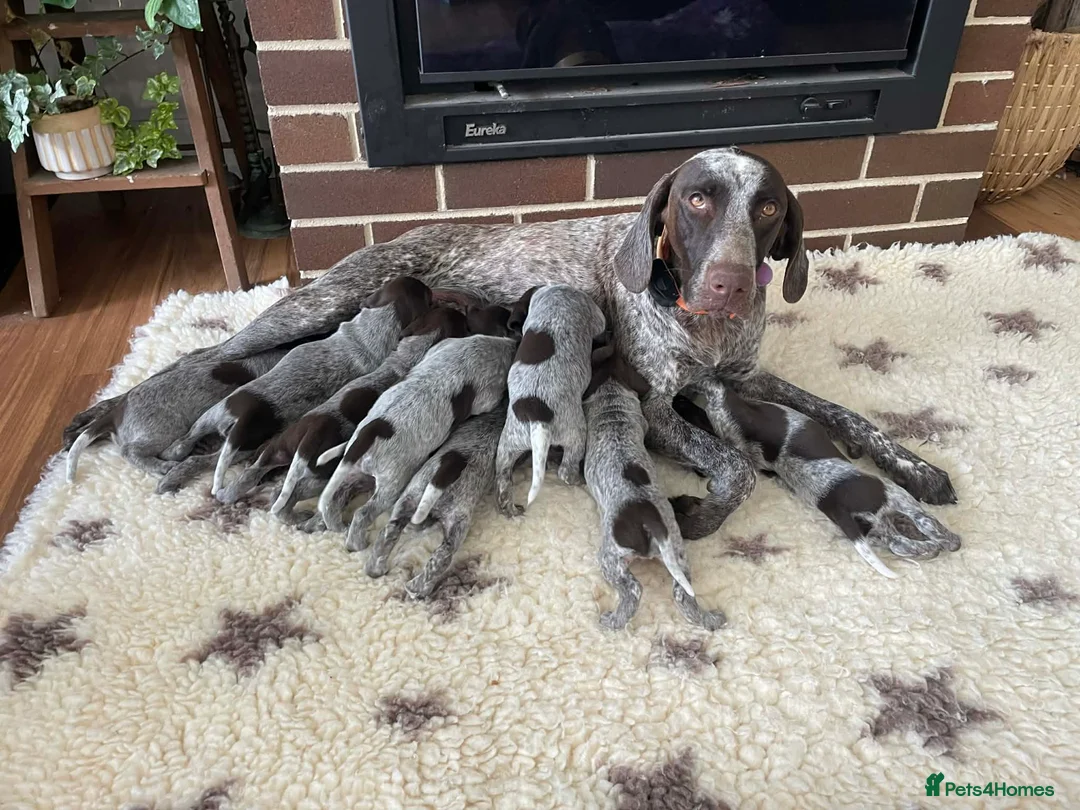 German Shorthaired Pointer dogs for sale: Excellent Hunting Instincts-Smart Energetic GSP  in Penzance - Advert 1