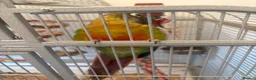 Conures birds for sale: Green Cheek Conure in Hayling Island - Advert 4