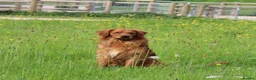 Golden Retriever dogs for sale: Fully Health Tested - KC Reg Golden Retrievers - Advert 6