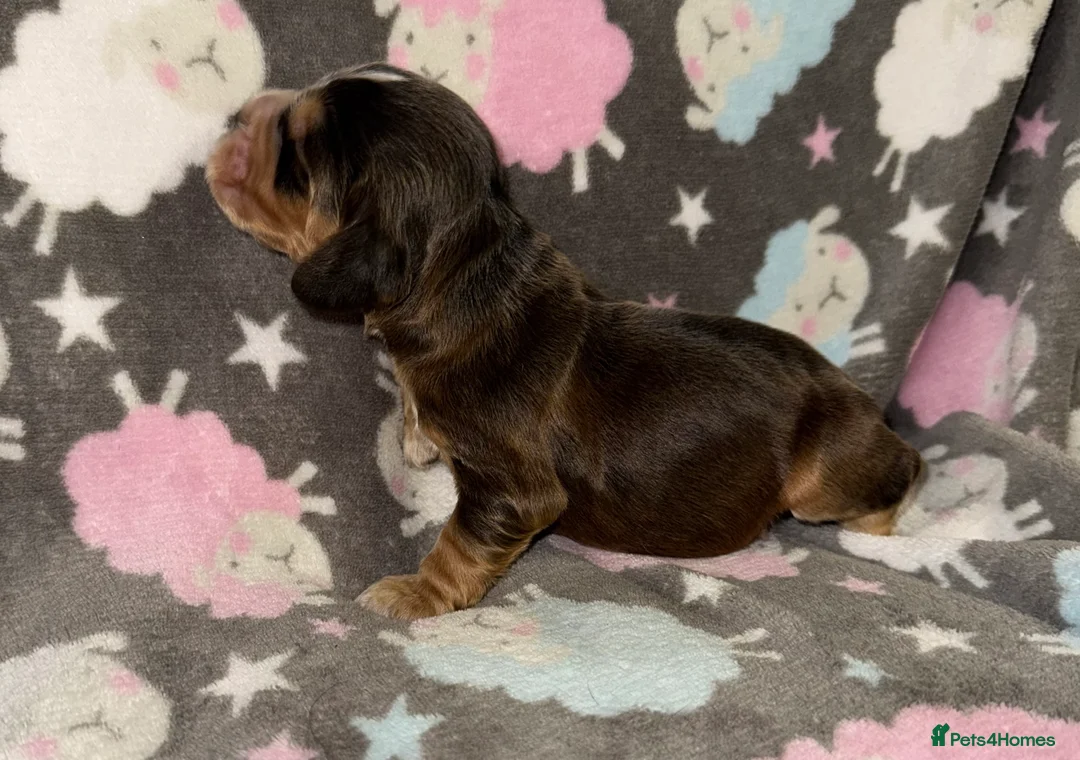 Cocker Spaniel dogs for sale: Outstanding Show Quality Show Type Cocker Spaniels - Advert 8