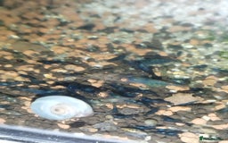 Shrimps fish for sale: Neocaradina Shrimp (Blue, High grade) - Image 10