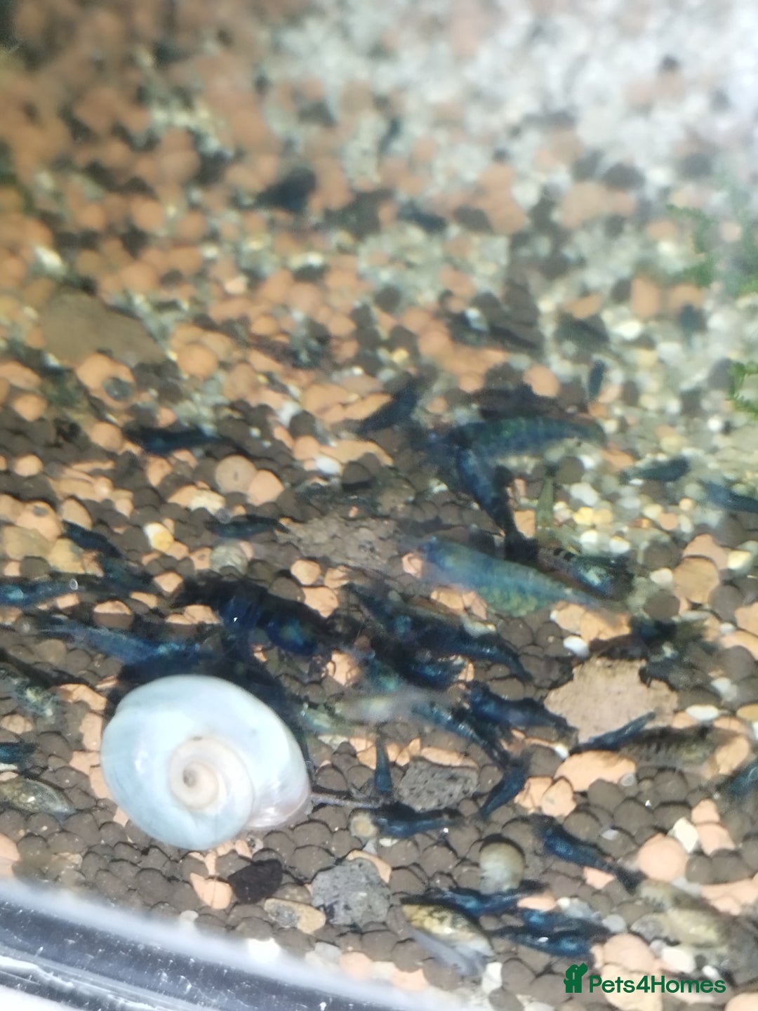 Shrimps fish for sale: Neocaradina Shrimp (Blue, High grade) - Image 10