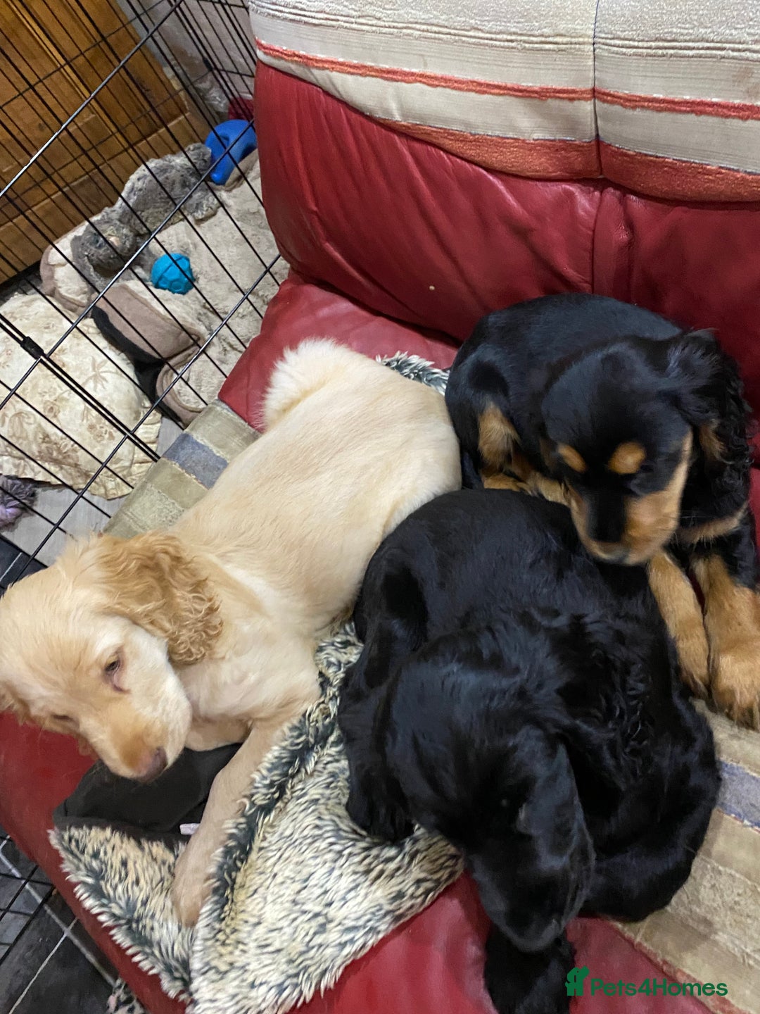Cocker Spaniel dogs for sale: Cocker Spaniel puppies - Advert 14