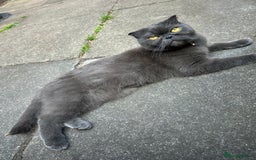 Scottish Fold cats for sale: A lovely Scottish fold cat - Image 7