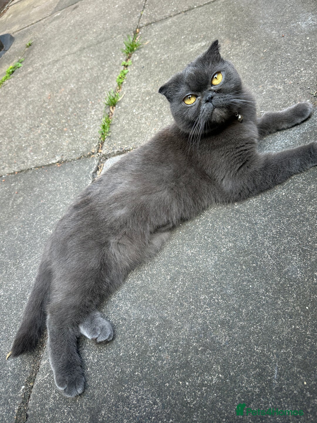 Scottish Fold cats for sale: A lovely Scottish fold cat - Image 7