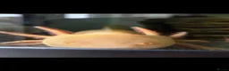 Axolotl reptiles for sale: Axelotl for sale in Liverpool - Advert 3