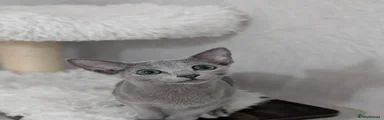 Russian Blue Kitten 1
