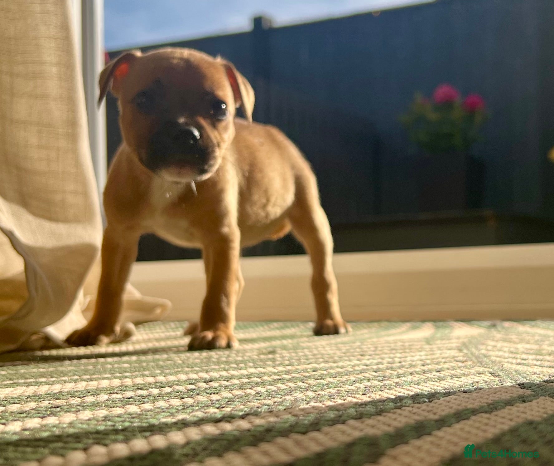 Staffordshire Bull Terrier dogs Red, red and white pied pups available 🐾 - Advert 8